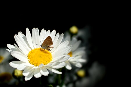 Insect black butterfly black summer
