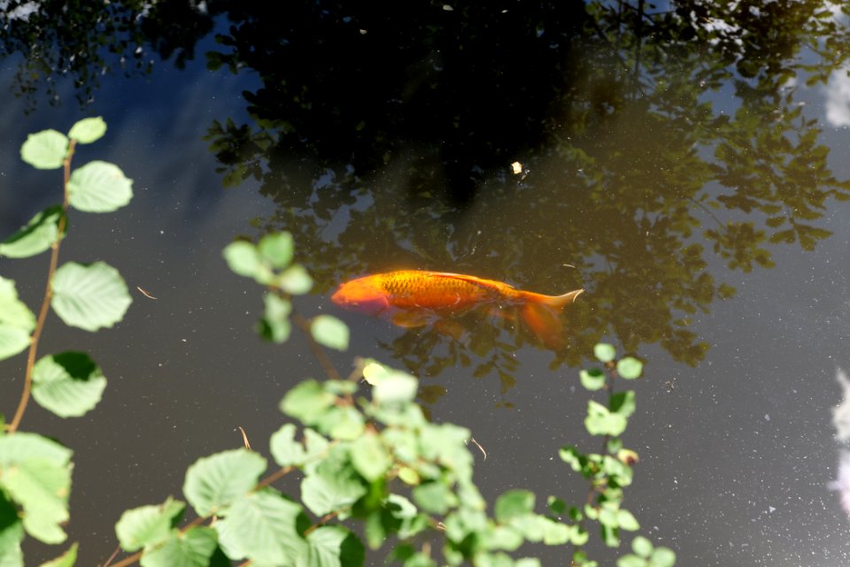 Fish pond Rombach Taunus 2020-08-18 21