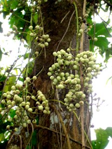 Fishberry (Anamirta cocculus) fruits