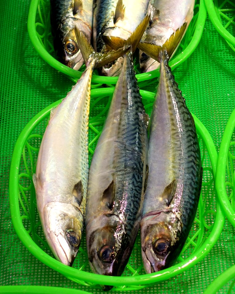 Fish - Omicho Ichiba - Kanazawa, Japan - DSC09644
