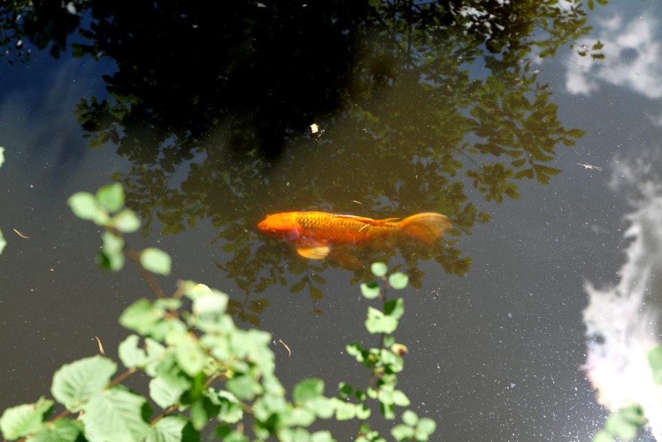 Fish pond Rombach Taunus 2020-08-18 20