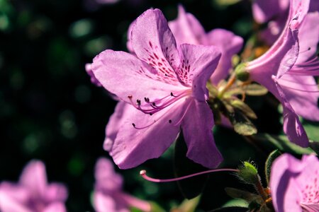 Nature blossom violet