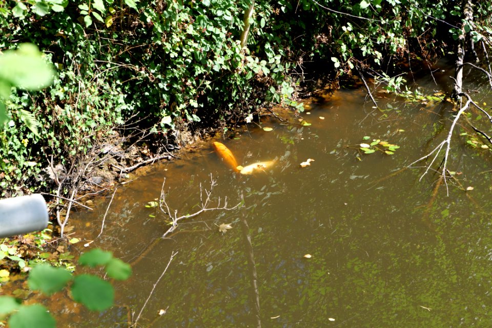 Fish pond Rombach Taunus 2020-08-18 16