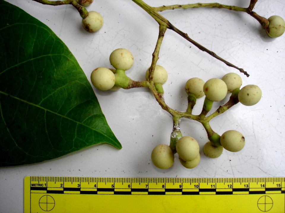 Fishberry (Anamirta cocculus) fruits closeup ruled