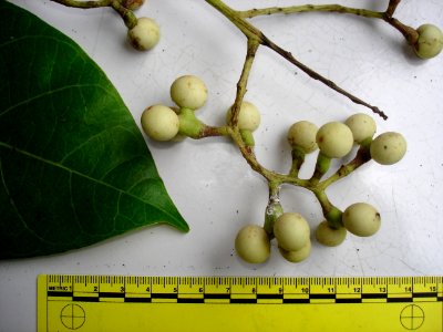 Fishberry (Anamirta cocculus) fruits closeup ruled
