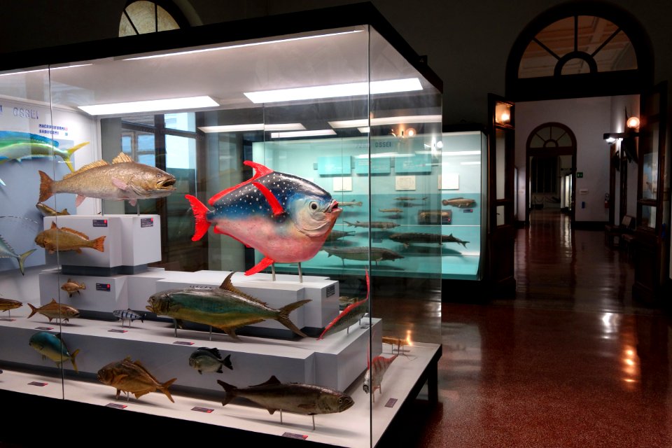 Fish room - Museo Civico di Storia Naturale Giacomo Doria - Genoa, Italy - DSC03212
