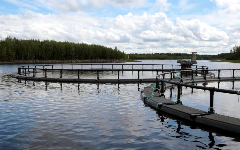 Fish farming Martinniemi Oulu 20200713 03