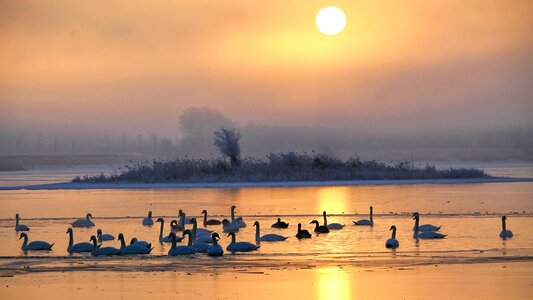 Lake swans morgenstimmung photo