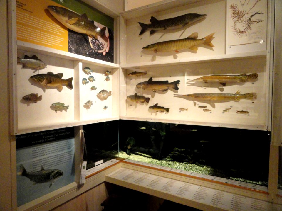 Fish exhibit - Royal Ontario Museum - DSC00171