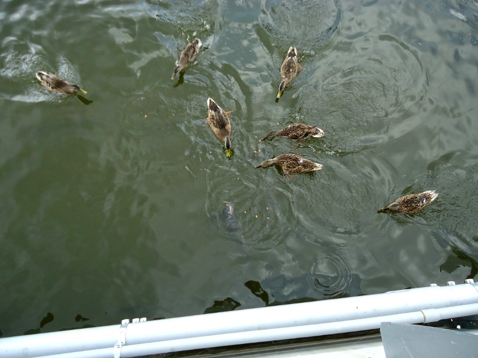 Fish and ducks fight over dropped food in marina at National Harbor in Maryland