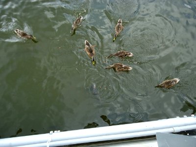 Fish and ducks fight over dropped food in marina at National Harbor in Maryland