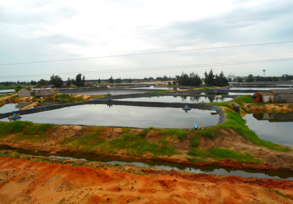 Fish farms in Chengmai - 01