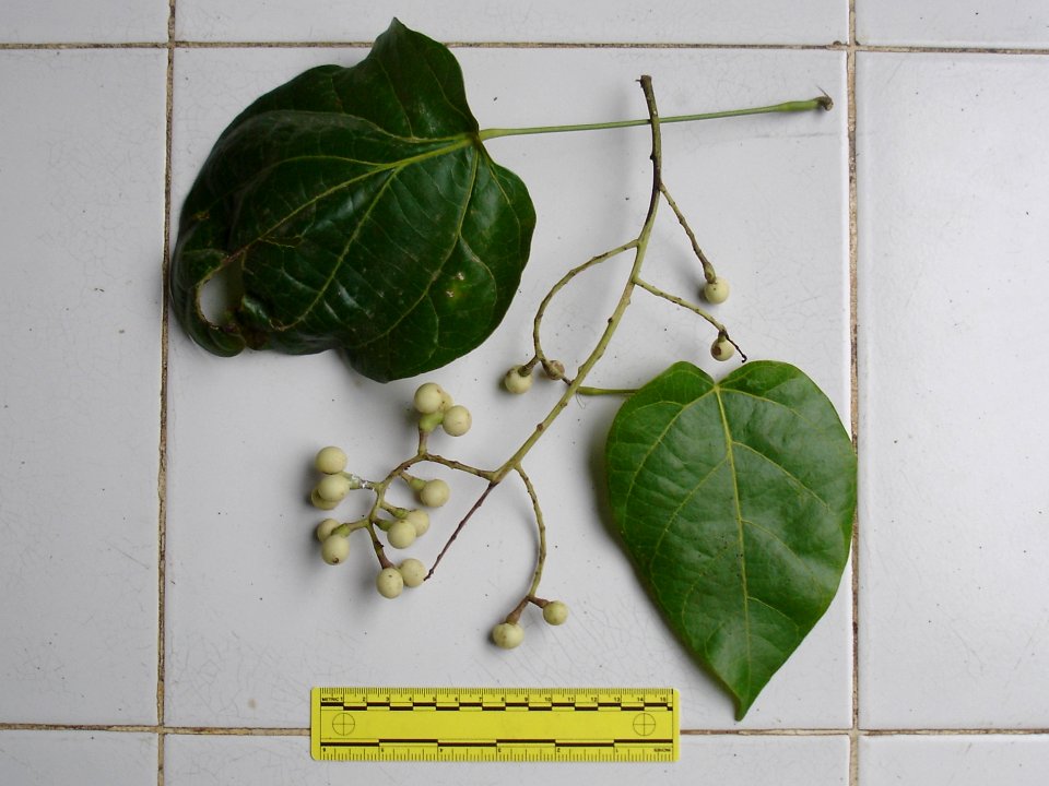 Fishberry (Anamirta cocculus) leaves and fruits ruled