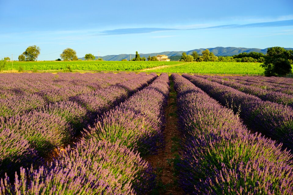 Lavender flowers blue flowers