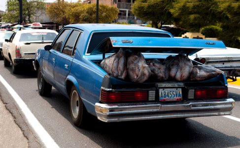 Fish bags in Automobile