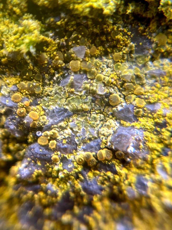 Flavoplaca 60772689