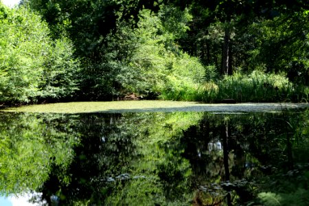 Fish pond Rombach Taunus 2020-08-18 08