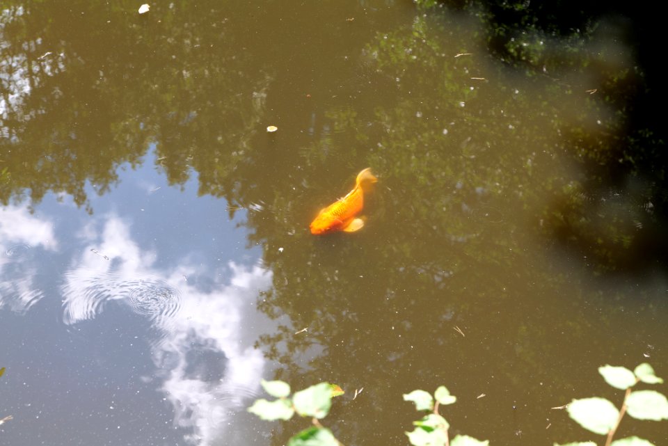 Fish pond Rombach Taunus 2020-08-18 19