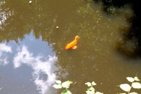 Fish pond Rombach Taunus 2020-08-18 19