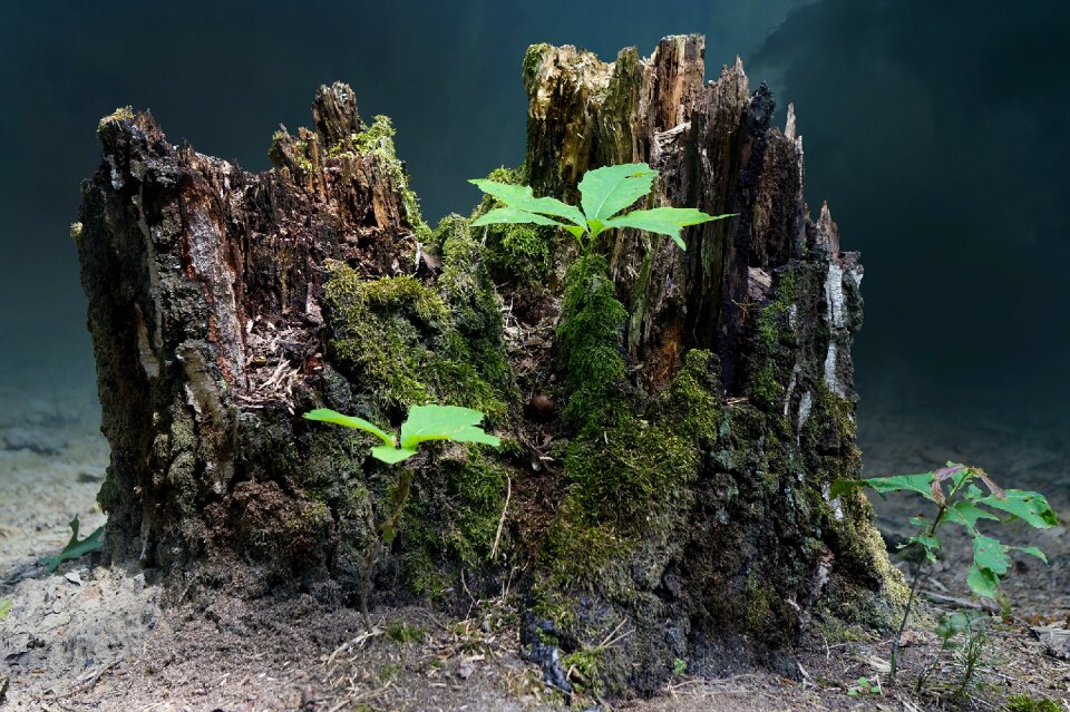 Nature forests sprout
