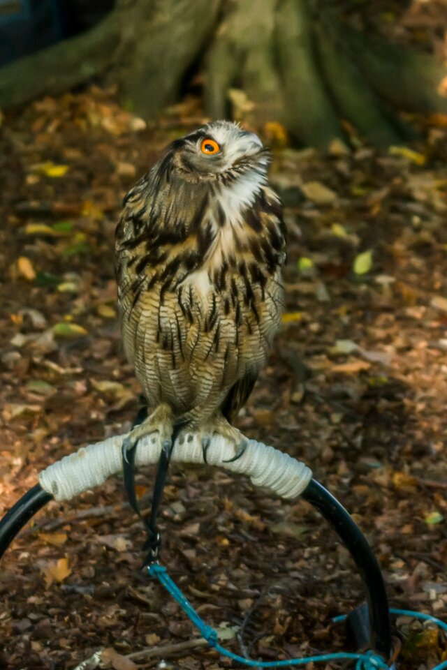 Animal birds feathers