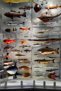 Fish display - National Museum of Nature and Science, Tokyo - DSC07536