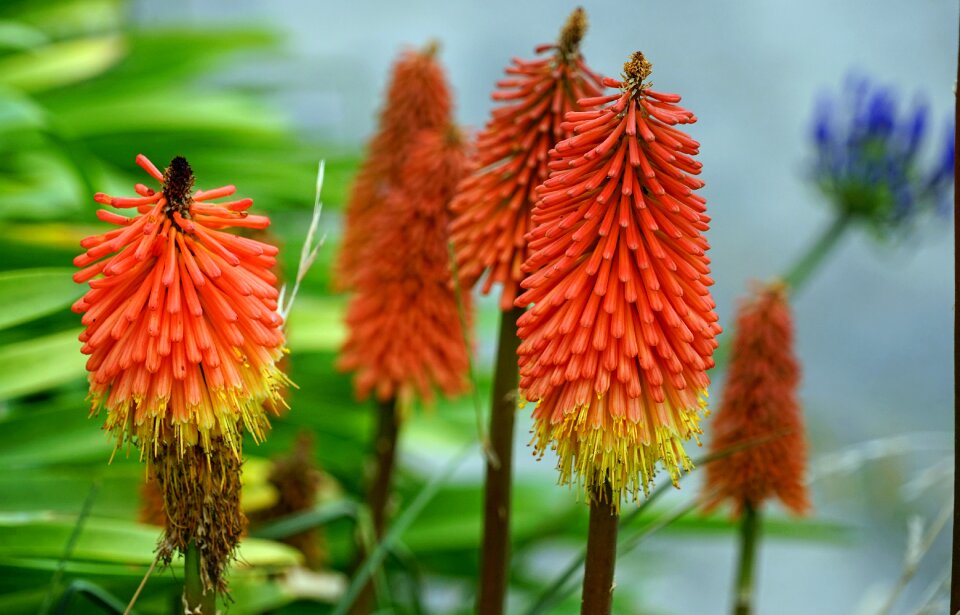 Flowers bright blossom