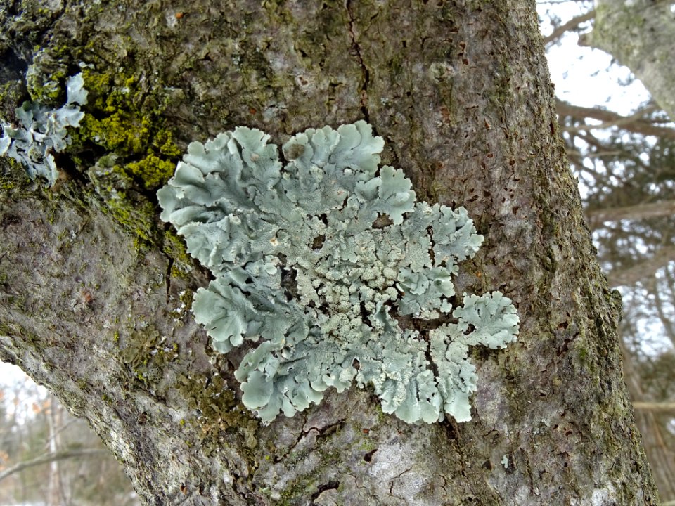 Flavoparmelia caperata 61604593