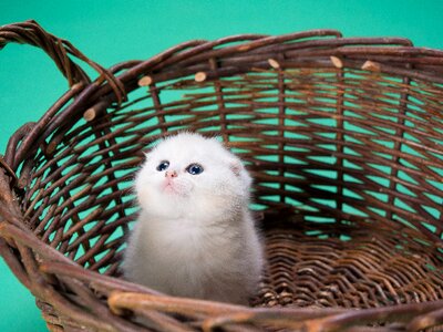Fluffy kitty sweet
