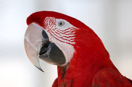 Tropical colorful beak