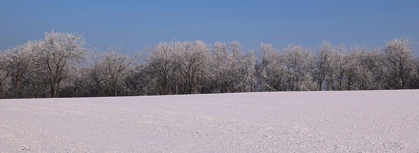 Iced winter mood icy trees