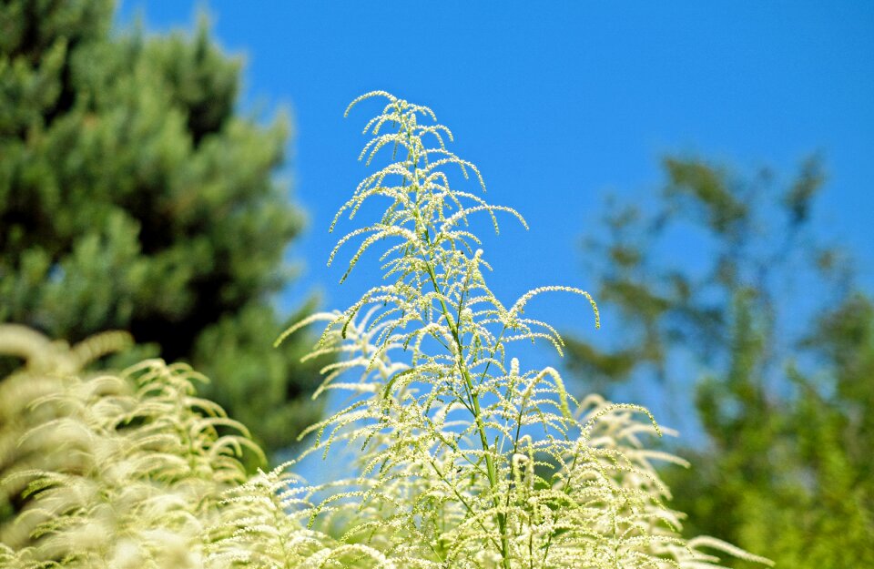 Herb white nature