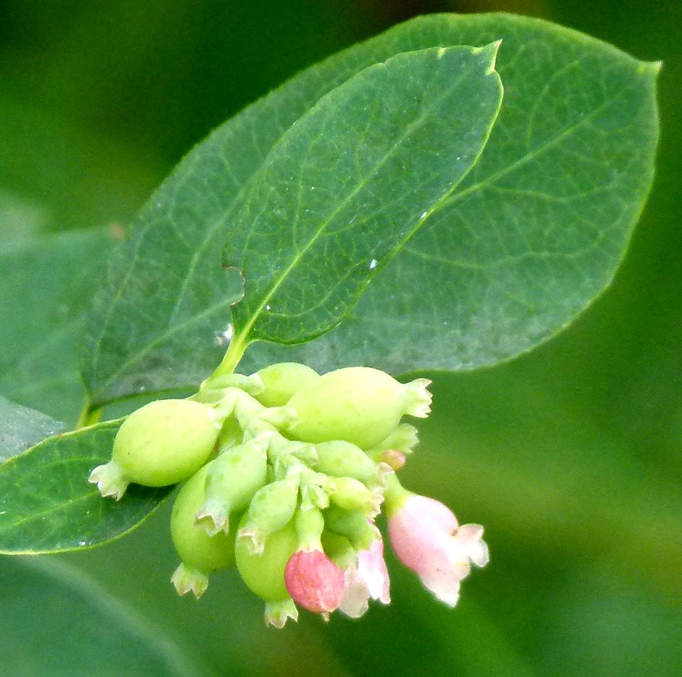 Floraison sur un arbustre
