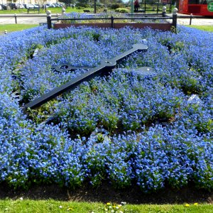 Floral Clock, Palmeira Square, Hove (May 2013) (5)