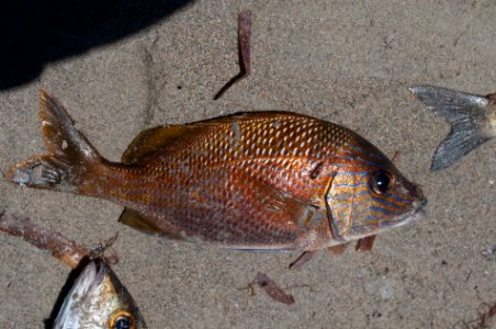 Fishing in El Manglillo Bay, Margarita Island 18