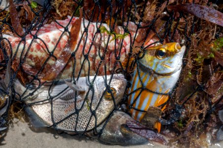 Fishing in Manglillo