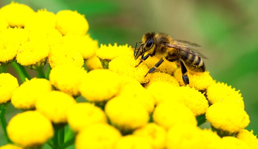Pollination honey macro photo