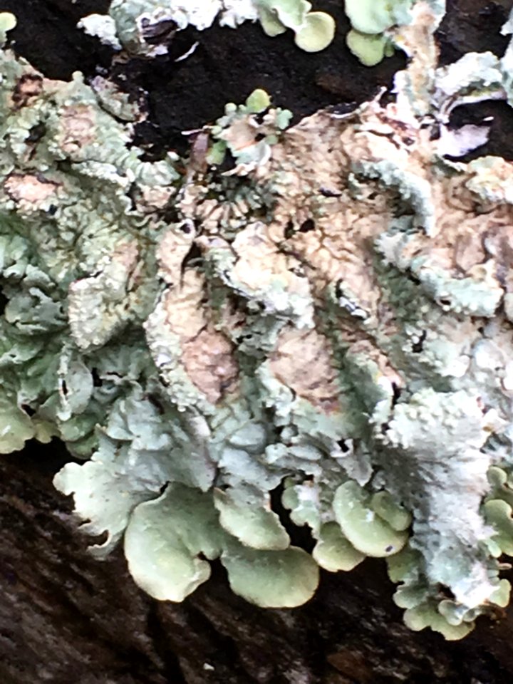 Flavoparmelia caperata 59557371