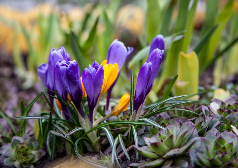 Greens purple blue