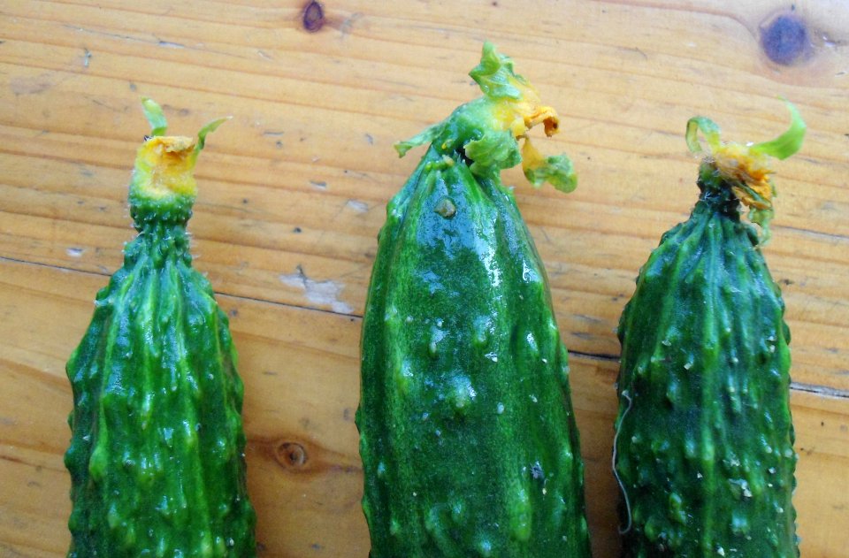 Flowers on cucumbers in Hainan, China - 04