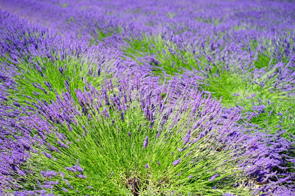 Blue flowers purple photo