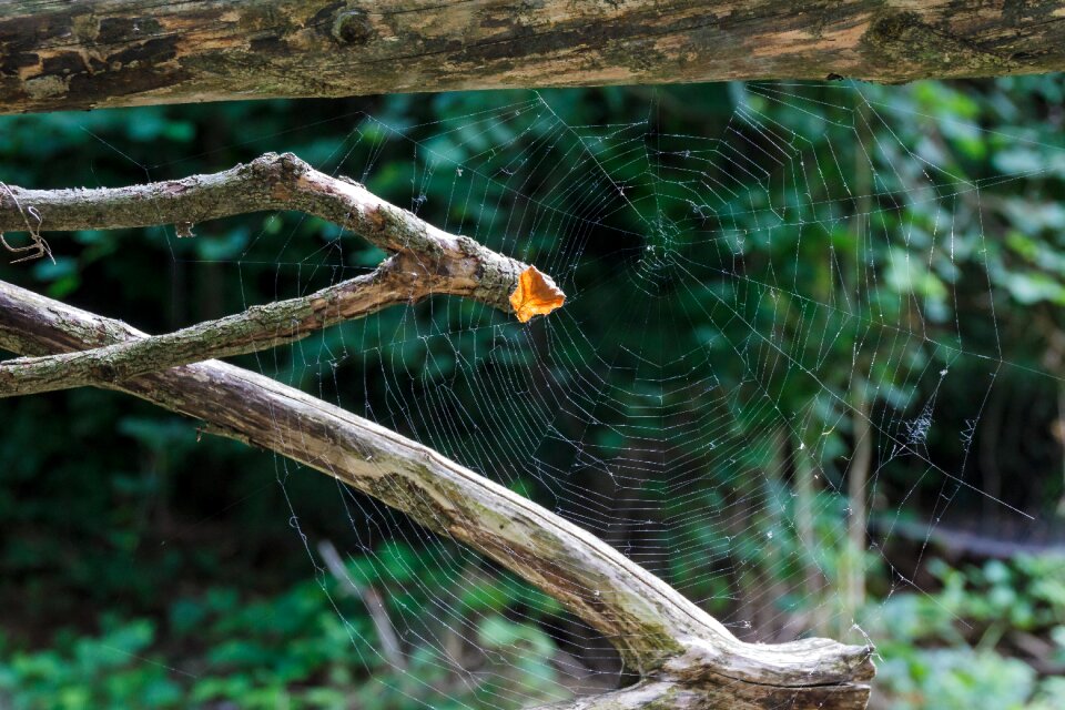 Animals spider web