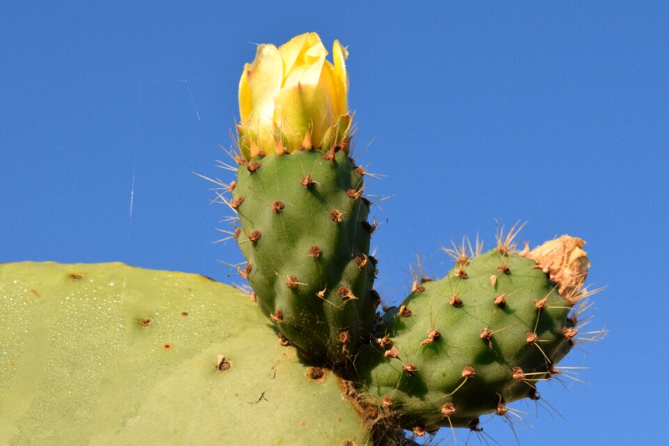 Prickly cactaceae mediterranean