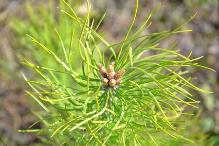 Pine pine buds shoots