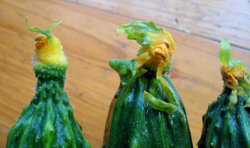 Flowers on cucumbers in Hainan, China - 02
