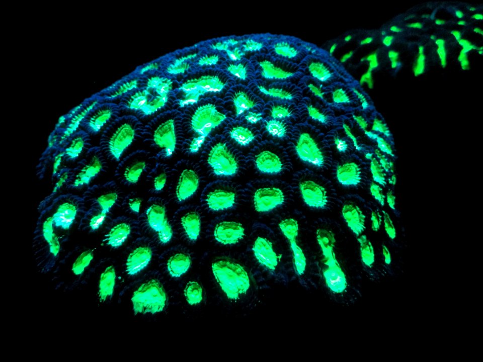 Fluorescent coral - MBA - DSC07089