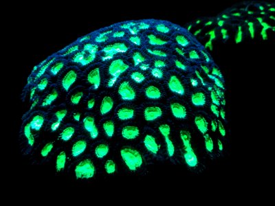 Fluorescent coral - MBA - DSC07089