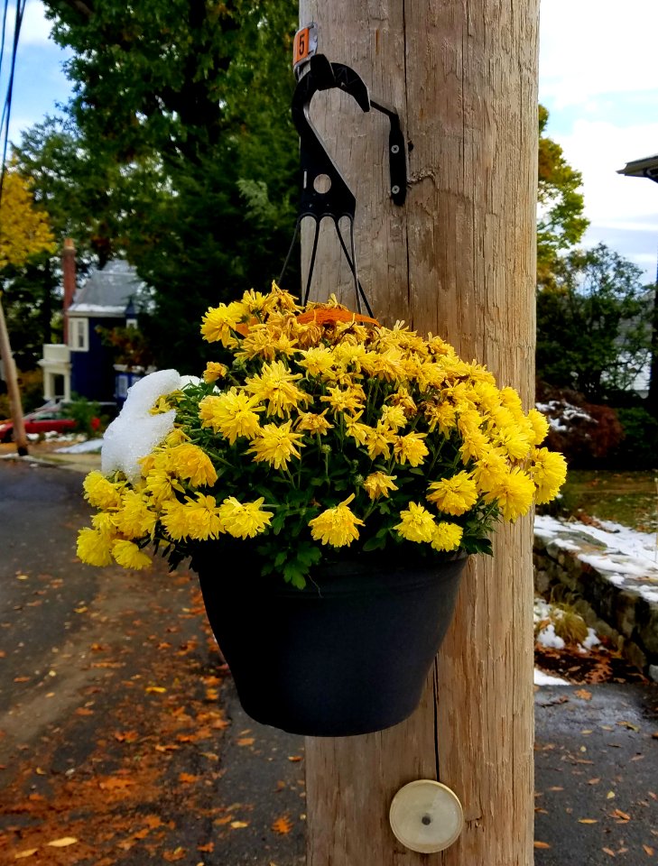 Flowers on utility pole - Arlington, MA - 20201101 093935