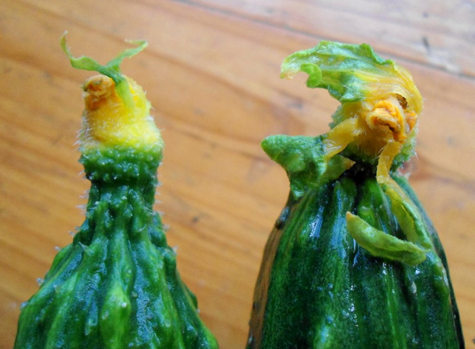 Flowers on cucumbers in Hainan, China - 05