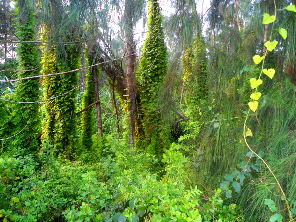 Flora of Hainan - 05